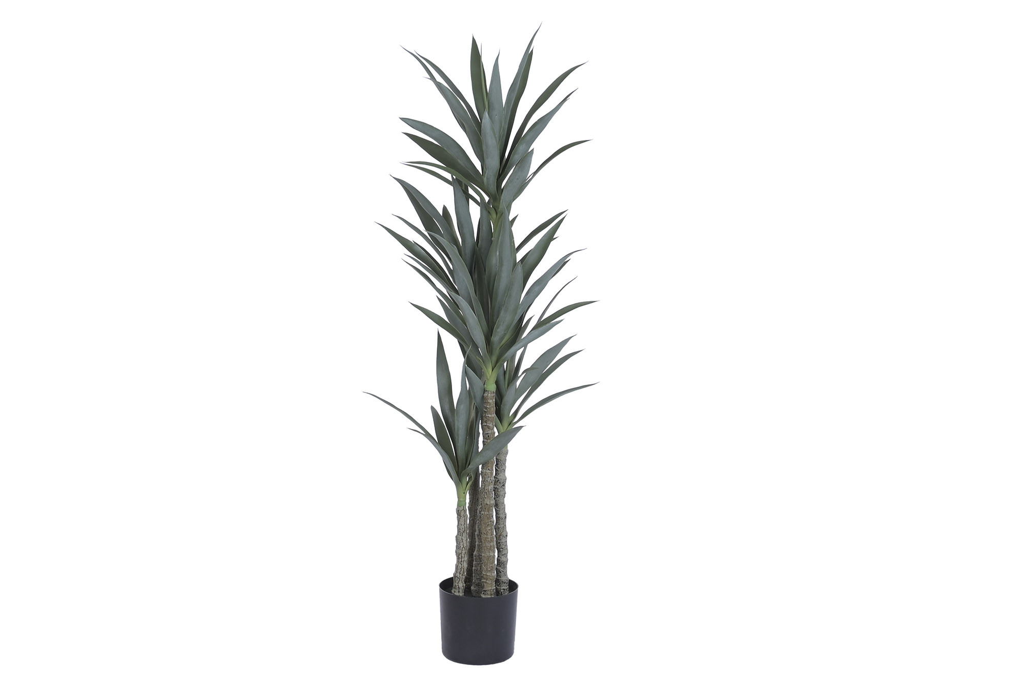 PLANTA PE 62X54X150 YUCA VERDE - Imagen 2