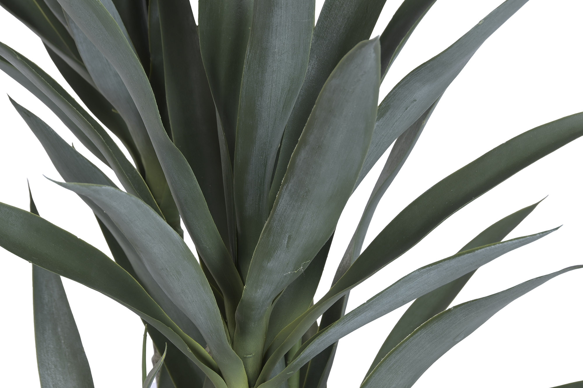 PLANTA PE 62X54X150 YUCA VERDE - Imagen 3