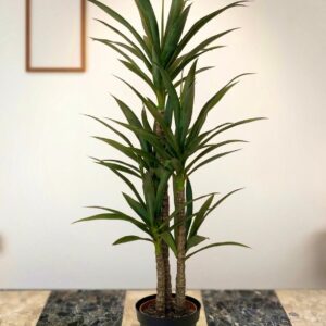 PLANTA PE 62X54X150 YUCA VERDE
