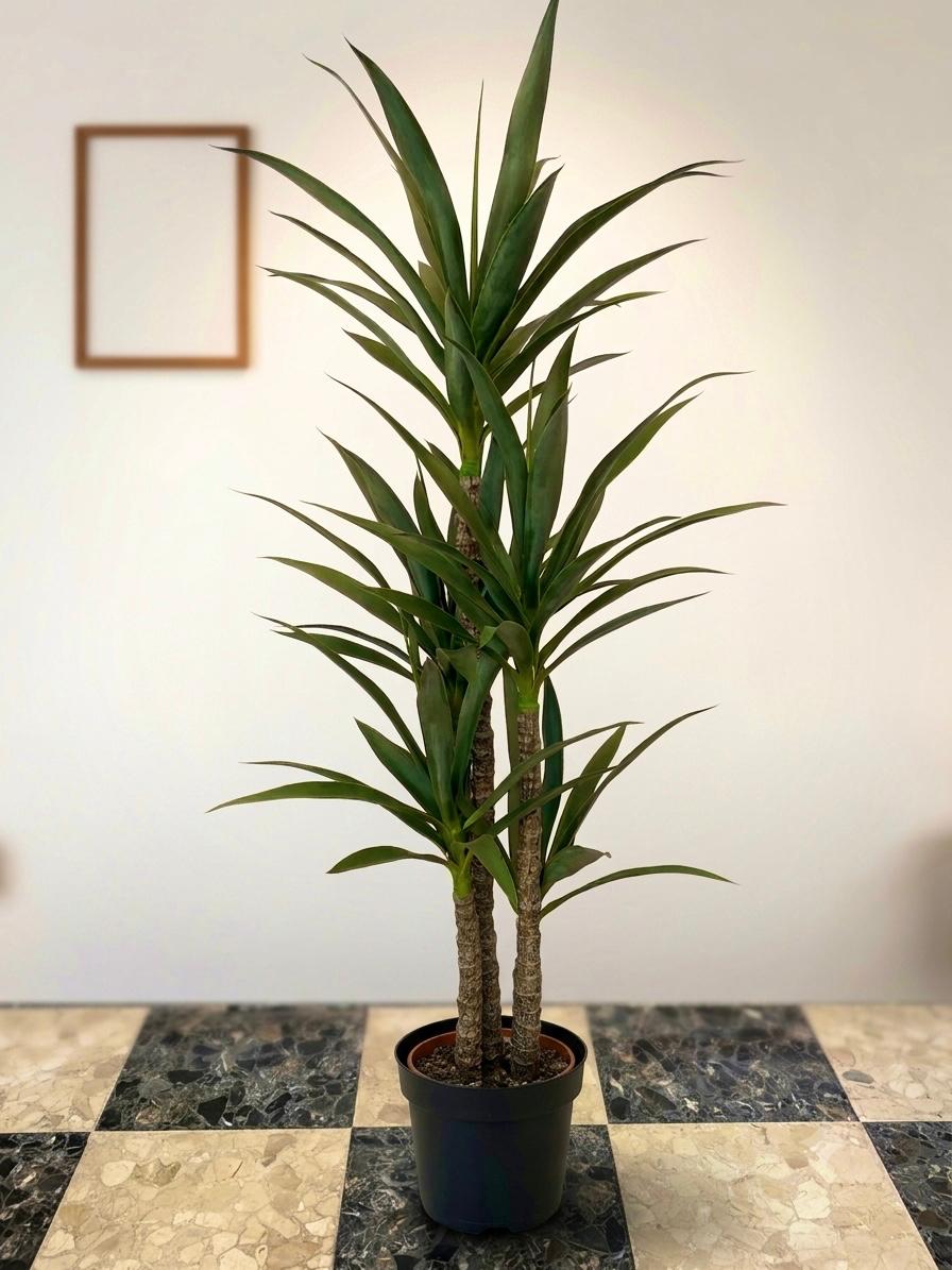 PLANTA PE 62X54X150 YUCA VERDE