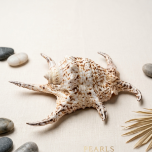 Caracola de Mar Decorativa Exótica